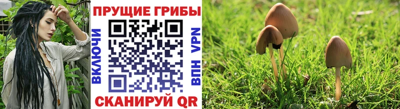 блэк спрут   Ижевск  Псилоцибиновые грибы Psilocybe 
